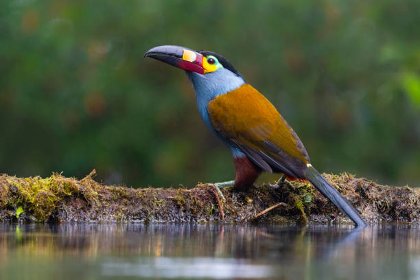 Plate-billed mountain toucan, andigena laminirostris, Ecuador. Beautiful bird on west slope of the Andes.